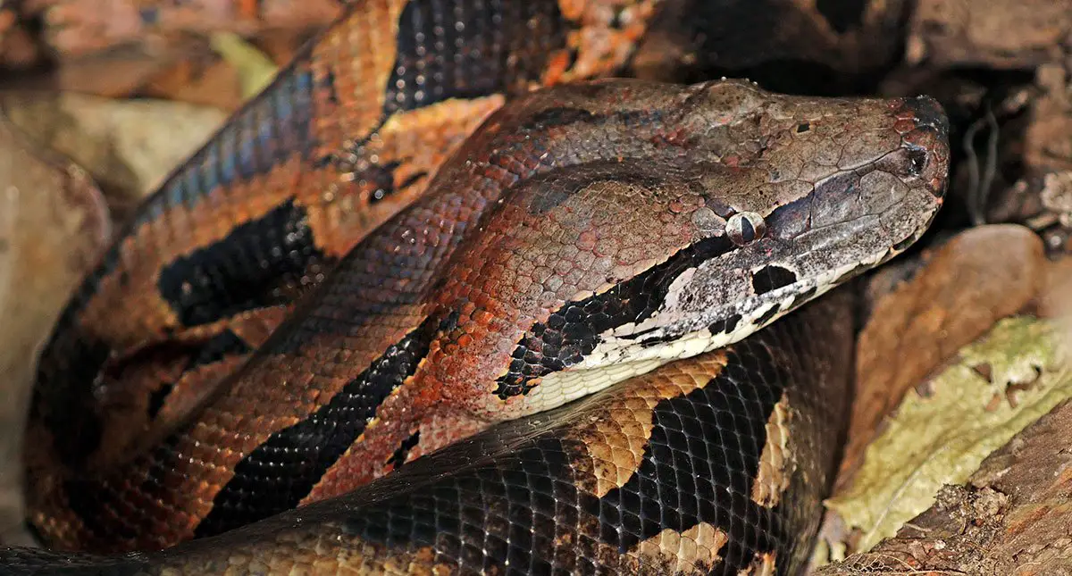 Madagascar Ground Boa | The Animal Facts | Appearance, Diet, Habitat