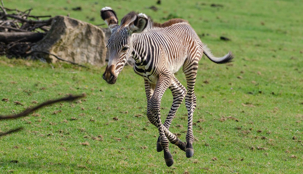 Grevy's Zebra Foal Marwell Zoo