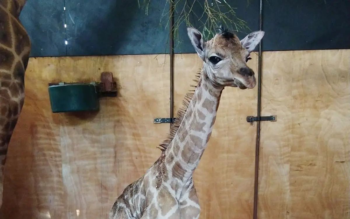 Perth Zoo Giraffe Calf