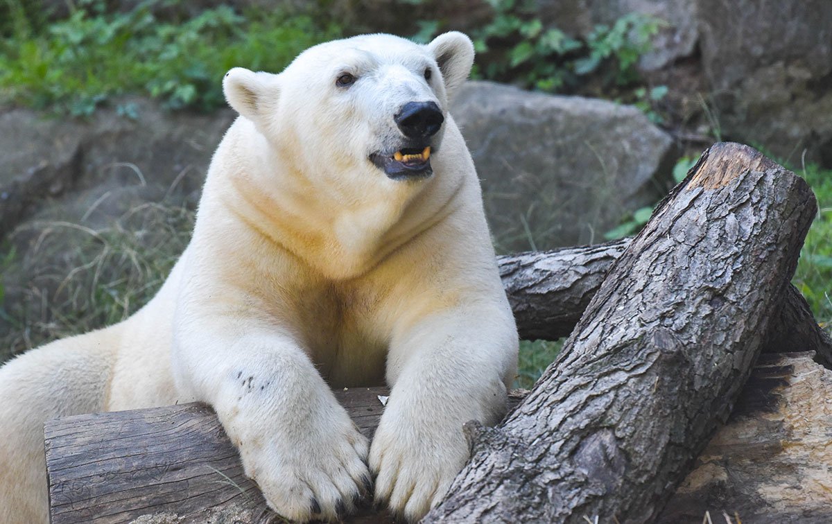 Polar Bear Maryland Zoo