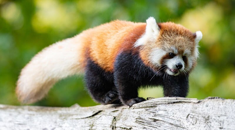 Woodland Park Zoo Red Panda Escape