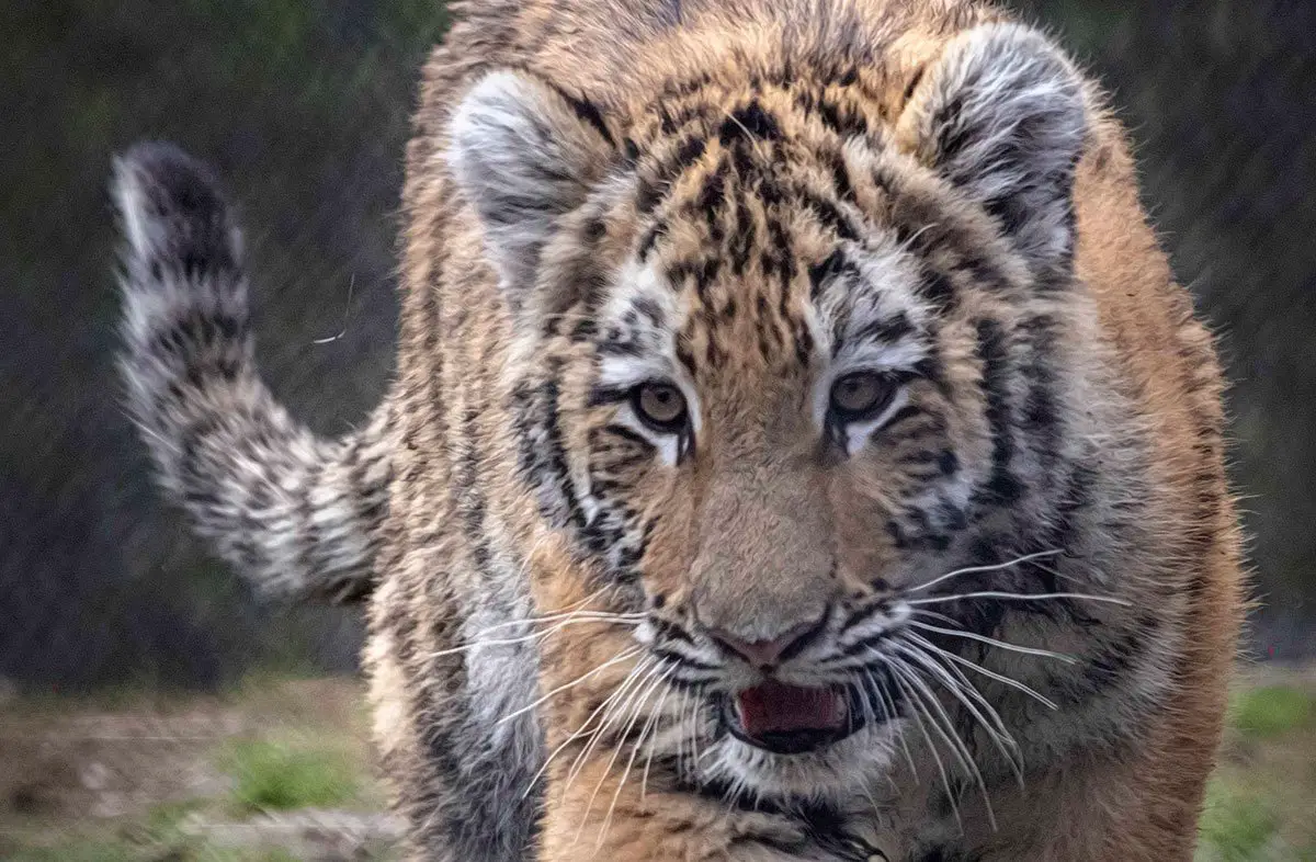 Reka the Tiger Moving Beardsley Zoo