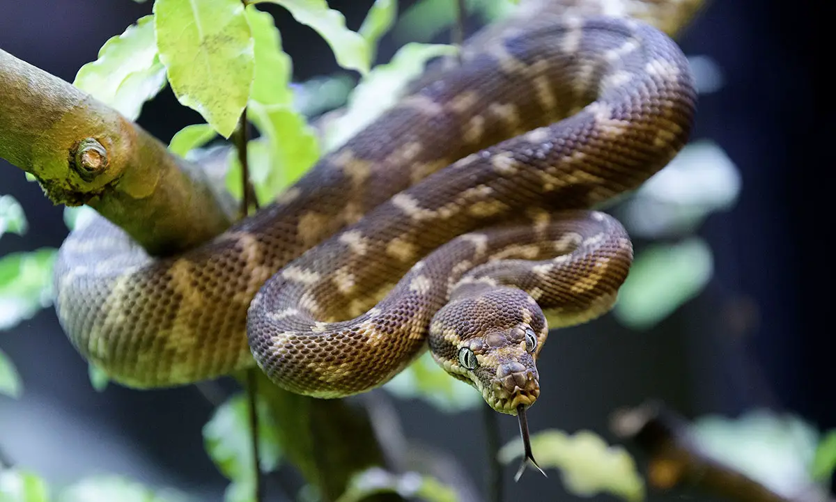 RoughScaled Python The Animal Facts Appearance, Diet, Habitat