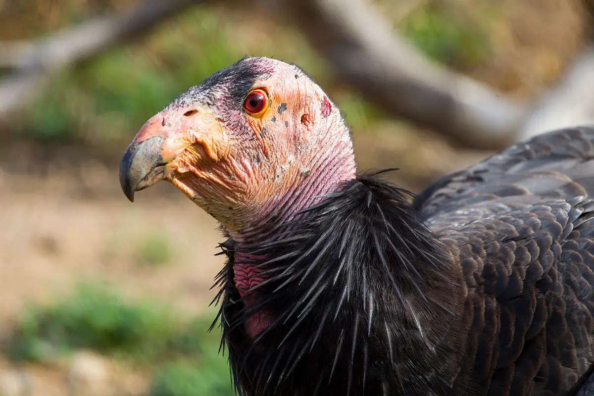 California condor parthenogenesis san diego zoo wildlife alliance