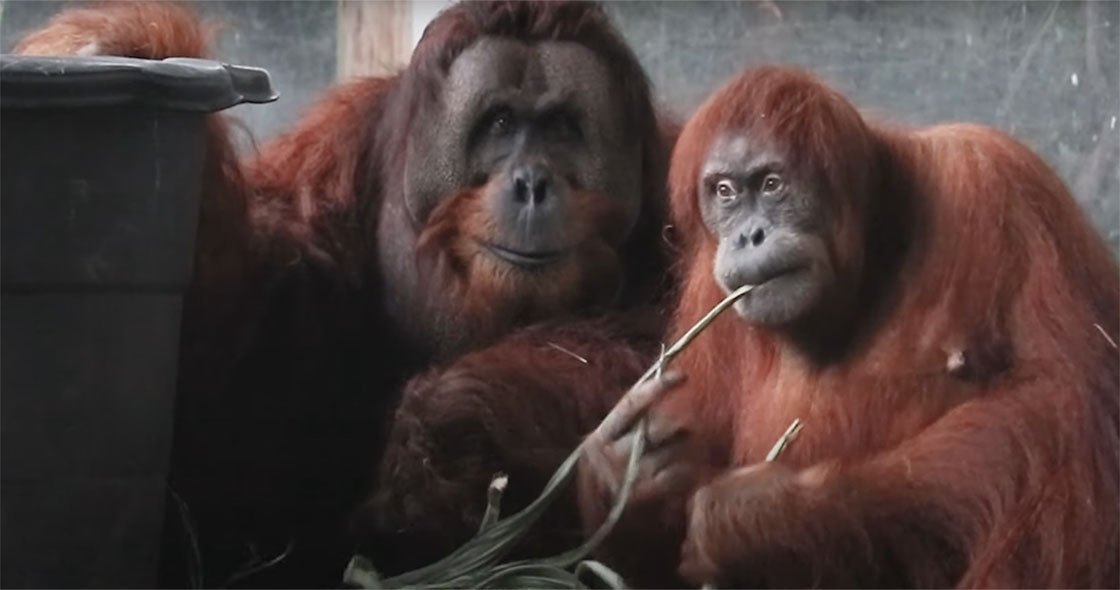 Toronto Zoo Sumatran orangutan are expecting