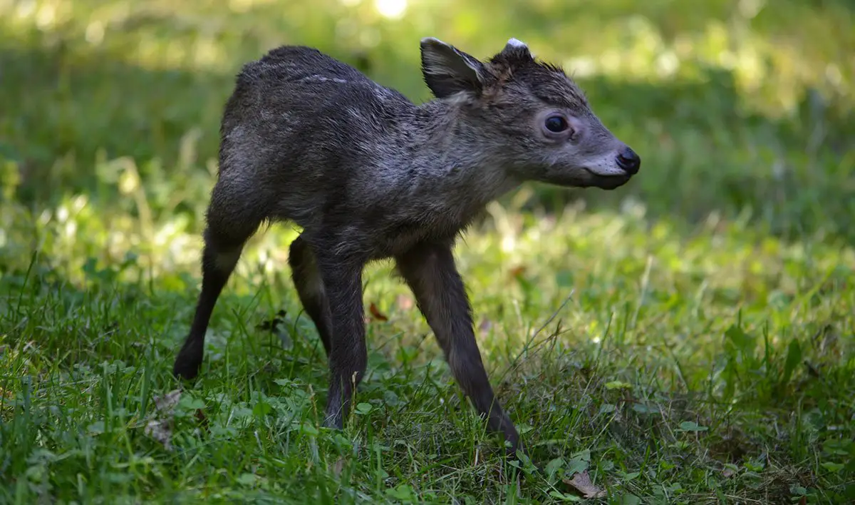Tufted Deer Fawn Potter Park Zoo