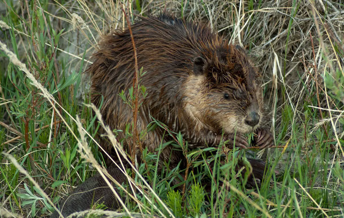 American beaver study Oregon Zoo
