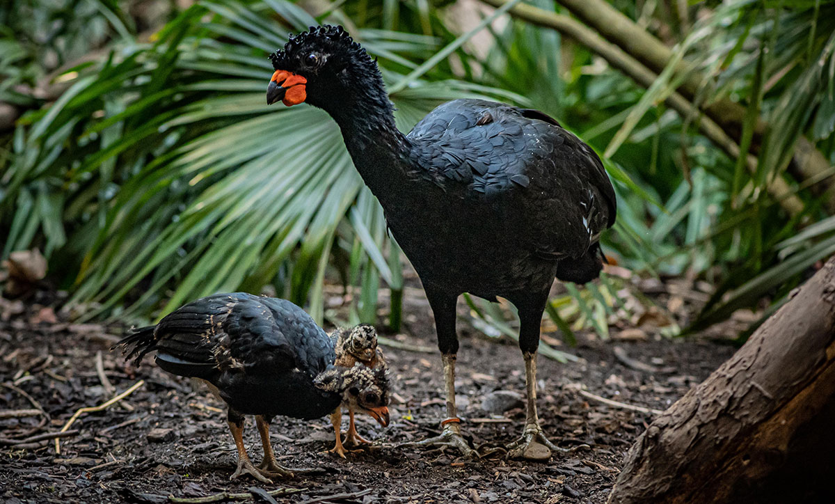 Red-Billed Curassow Hatching Chester Zoo