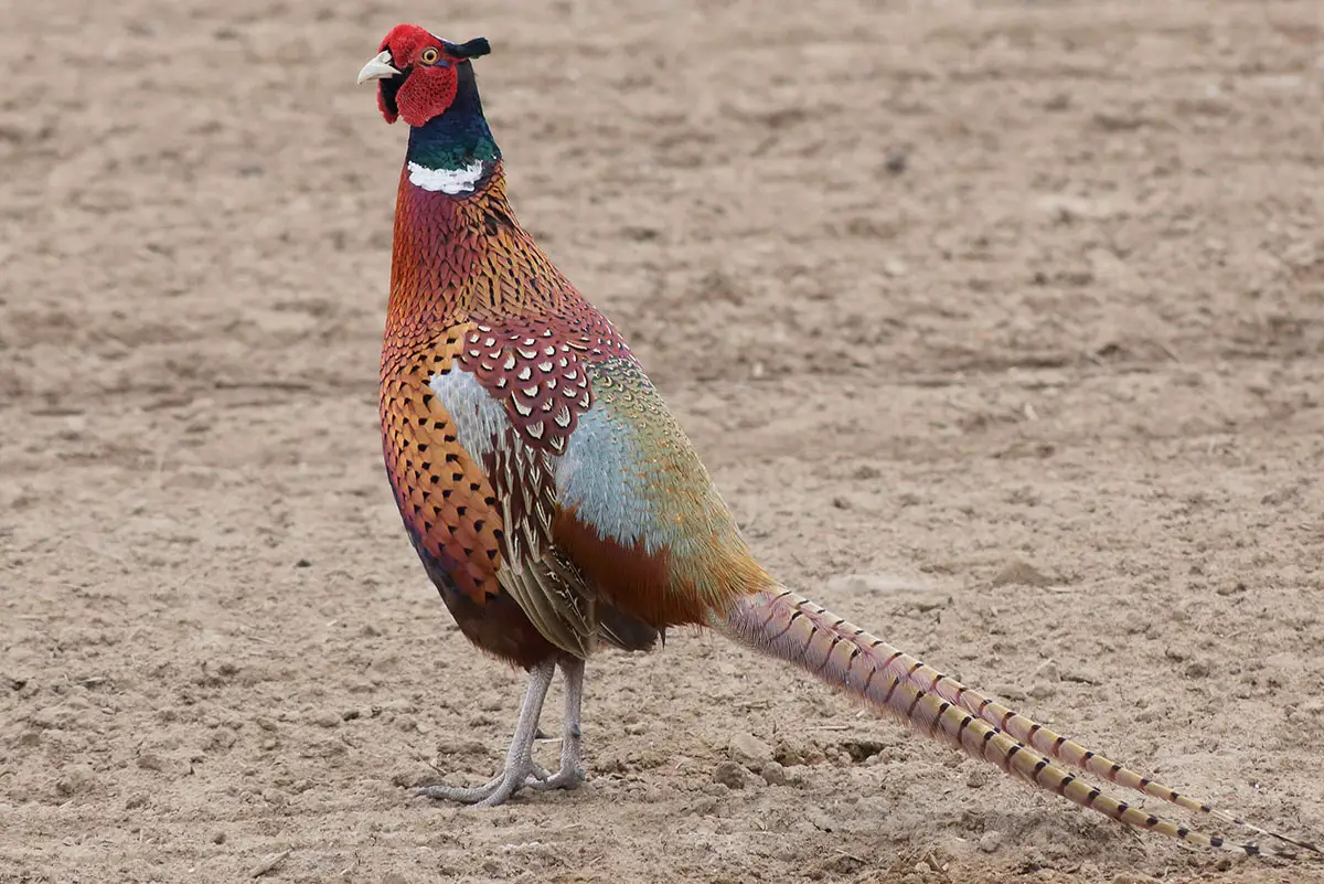 Golden Pheasant - Facts, Diet, Habitat & Pictures on