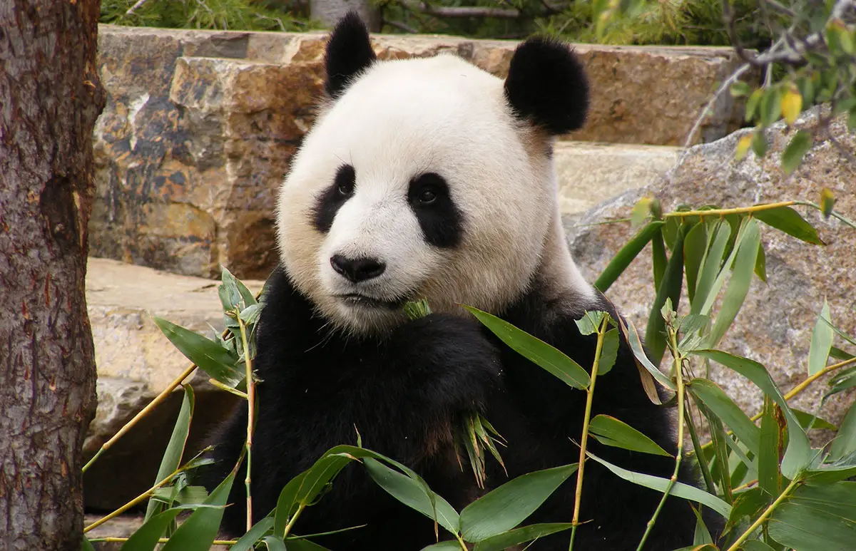 Giant Panda - The Animal Facts