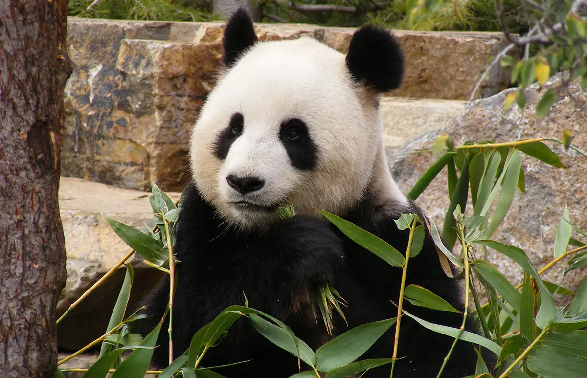 Giant Panda - The Animal Facts Giant Panda - The Animal Facts