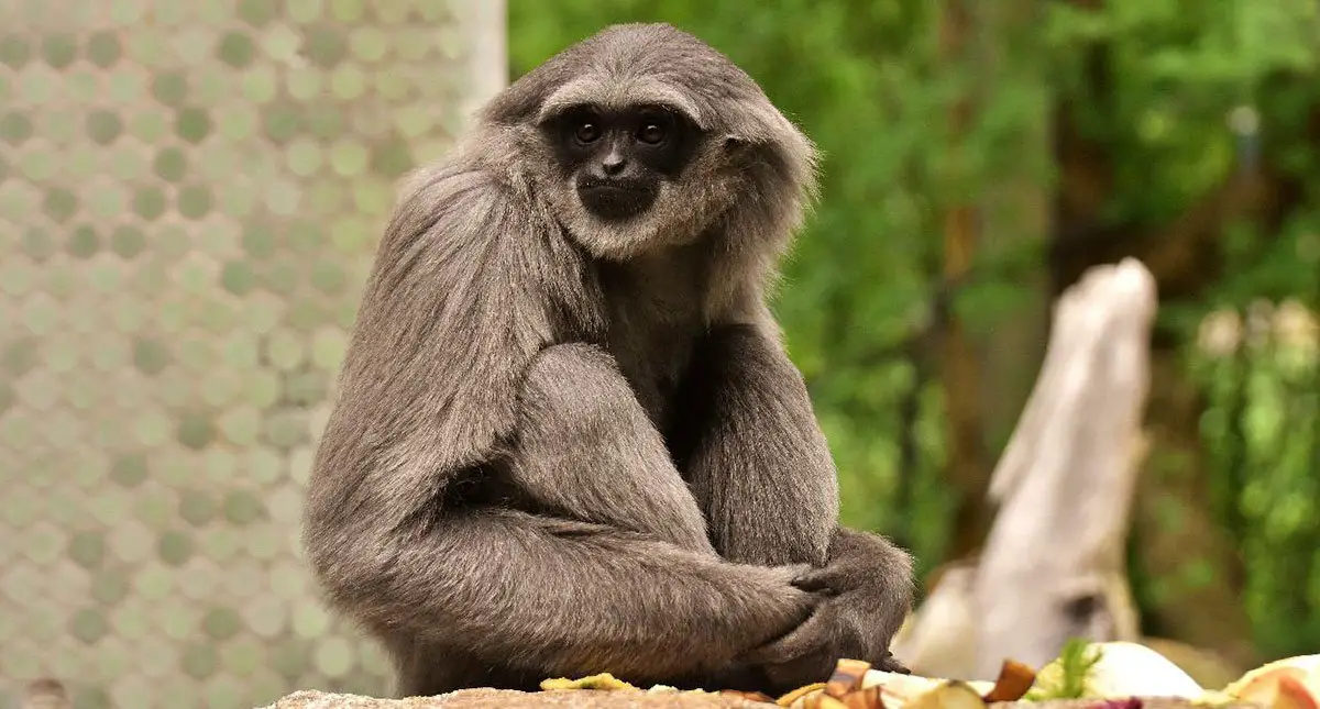 Silvery Gibbon The Animal Facts Appearance, Diet, Habitat, Behavior