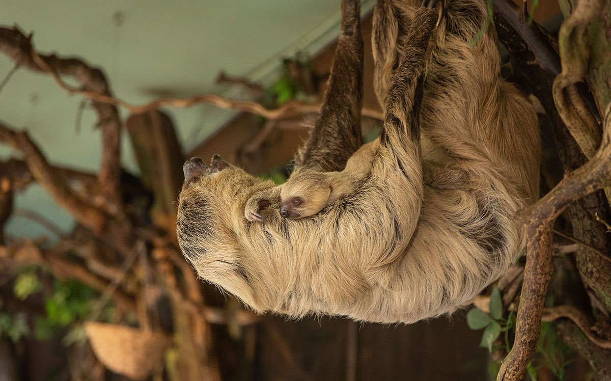 Sloth ZSL London Zoo