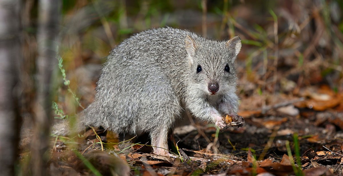 Northern Bettong Threatened Australian Wildlife Conservancy