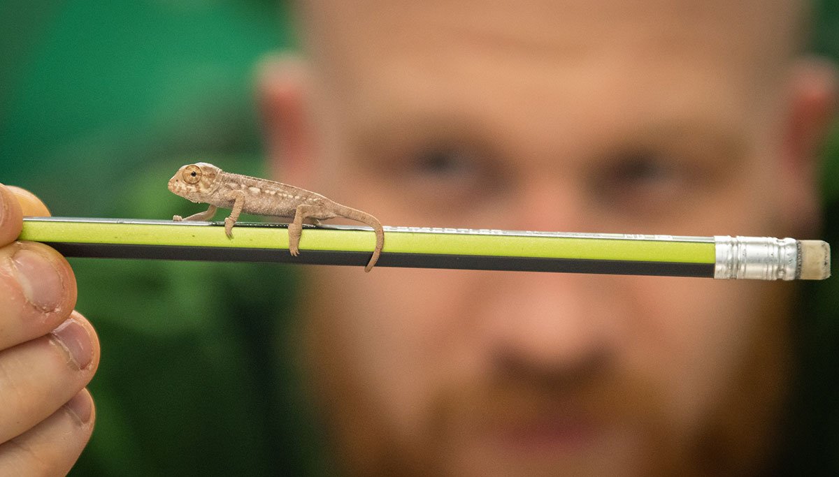 Panther Chameleon Hatchling ZSL Whipsnade Zoo