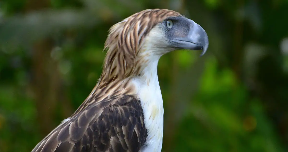 Philippine Eagle | The Animal Facts | Appearance, Diet, Habitat, Lifespan