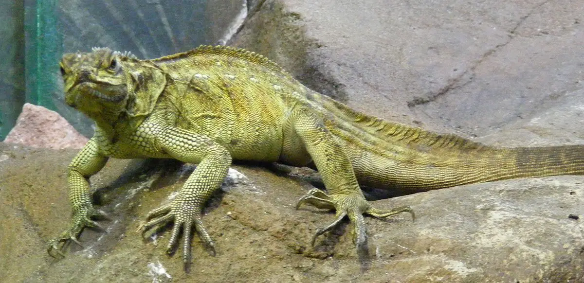 Sailfin Dragon