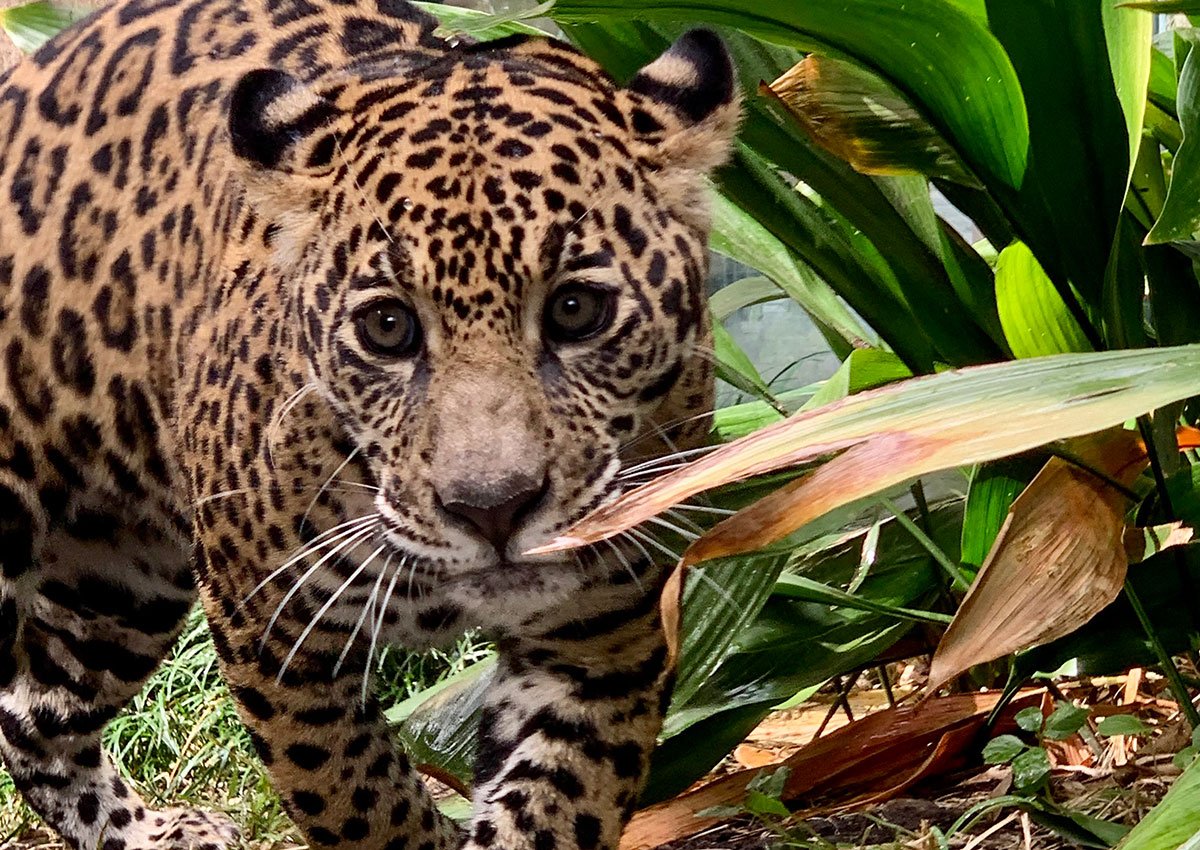 Rescued Jaguar Audubon Zoo