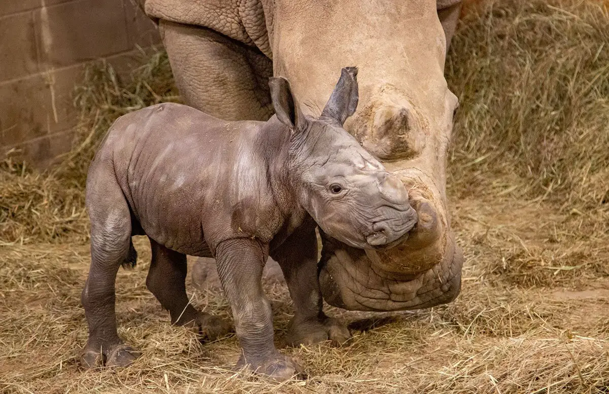 Tulsa Zoo White Rhino Calf