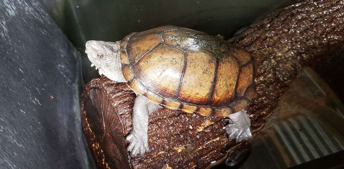 Rough Footed Mud Turtle Rehab San Antonio Zoo
