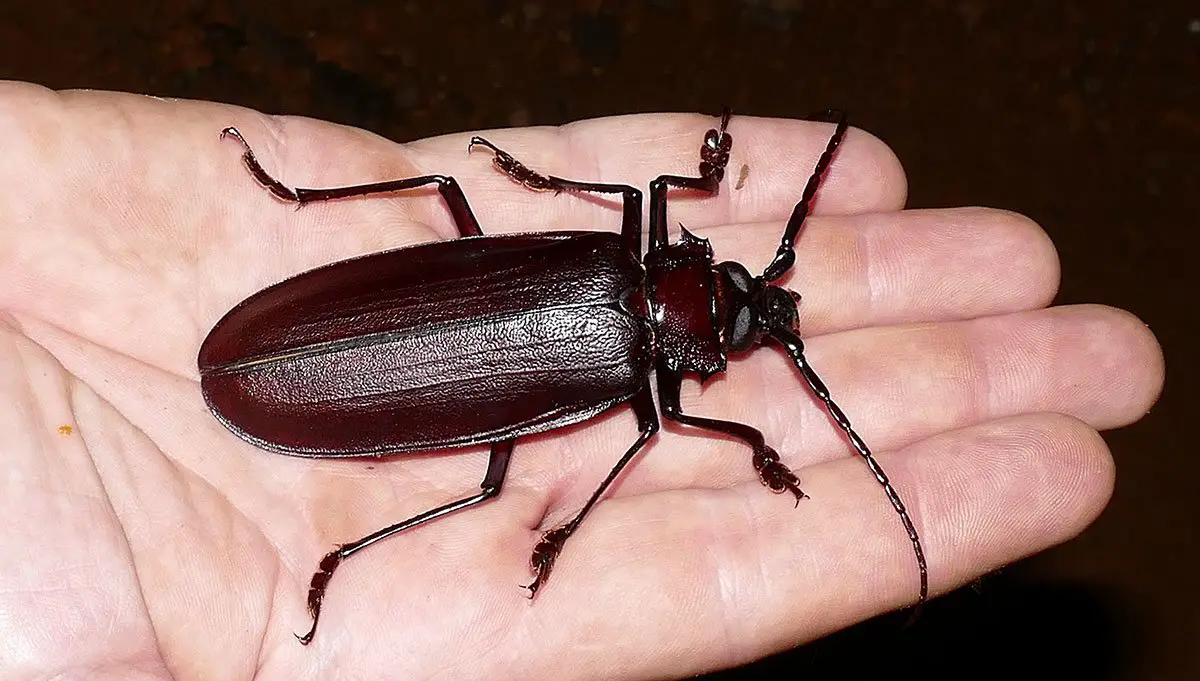 Titan Beetle The Animal Facts Appearance, Diet, Habitat, Behavior