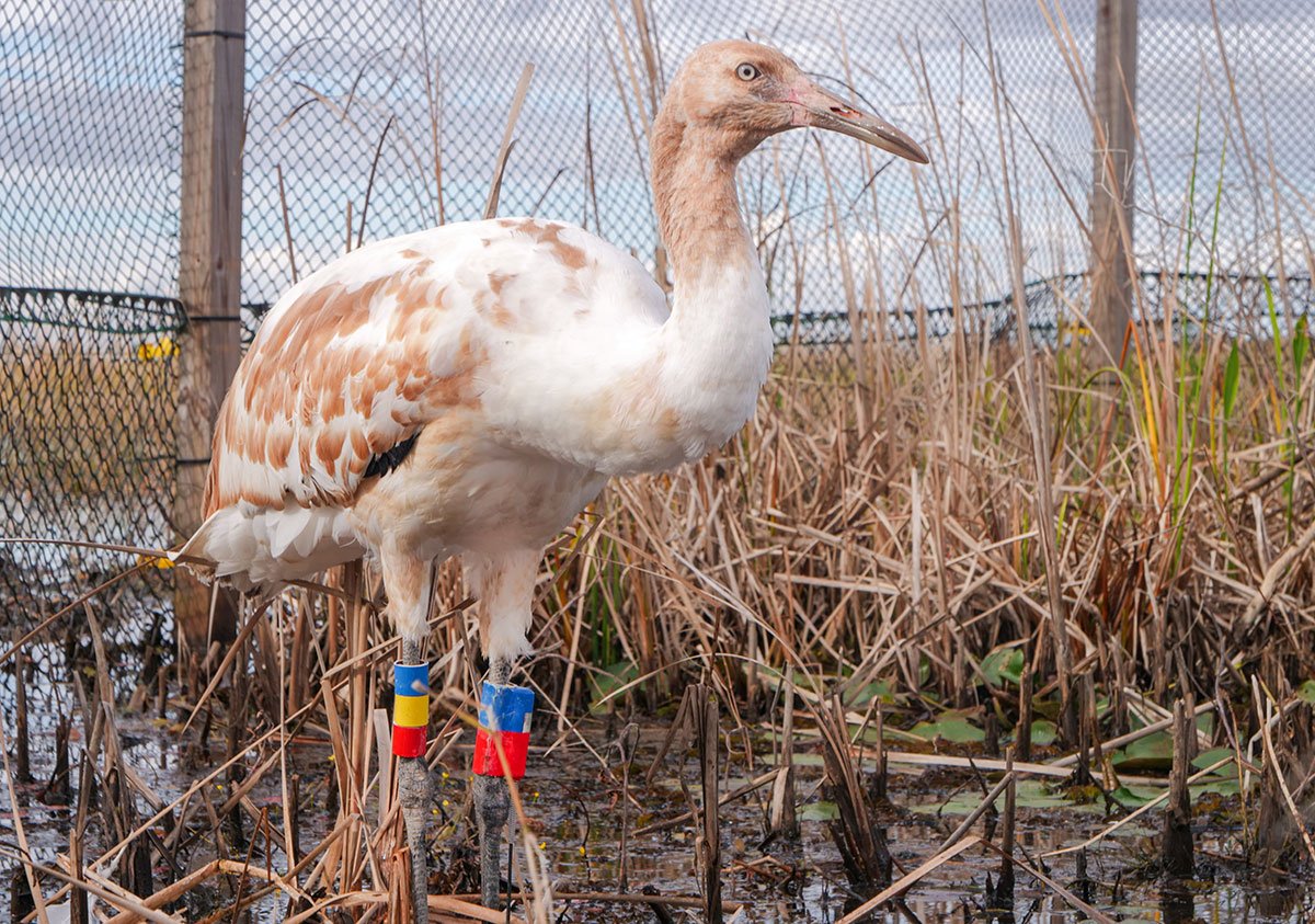 Whooping Crane Release Audubon