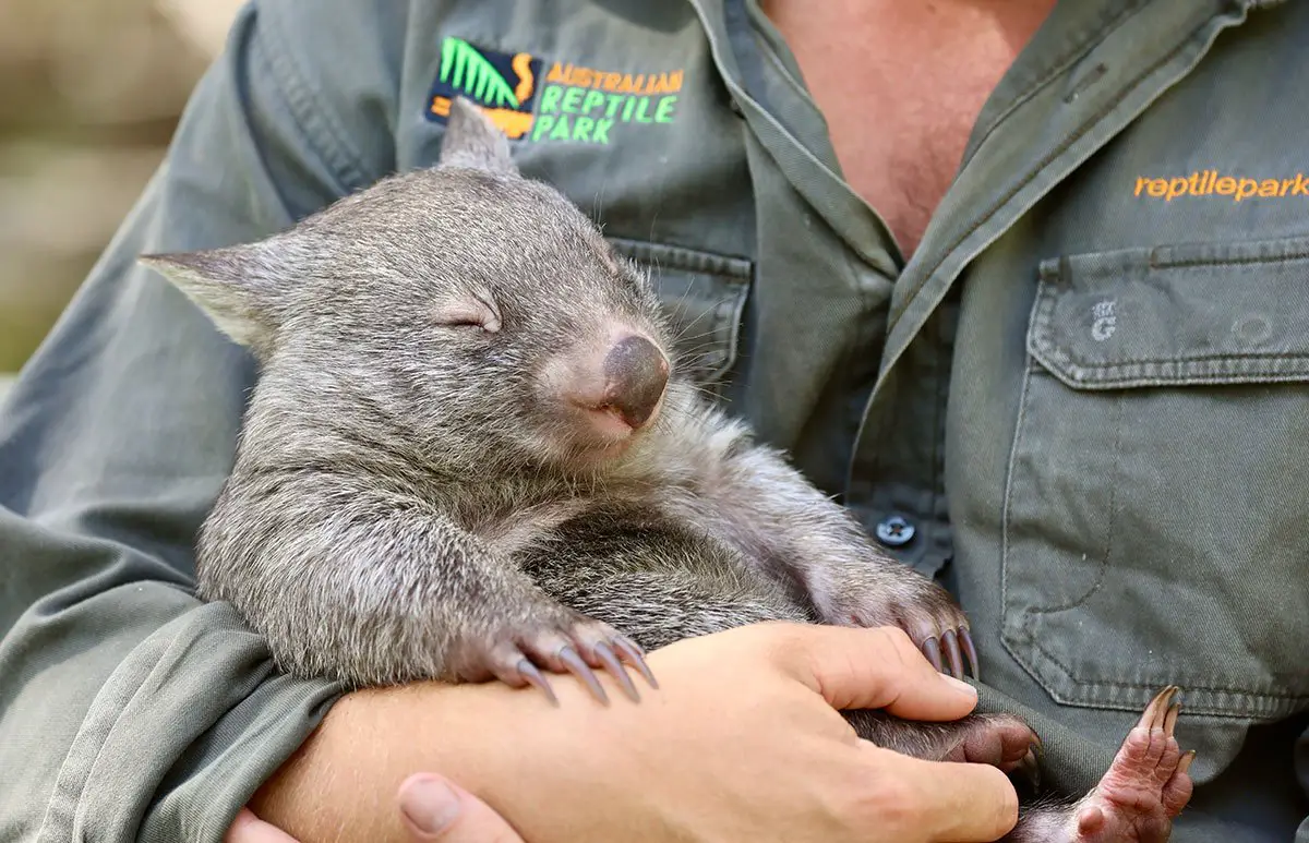Common Wombat Rescue Australian Reptile Park