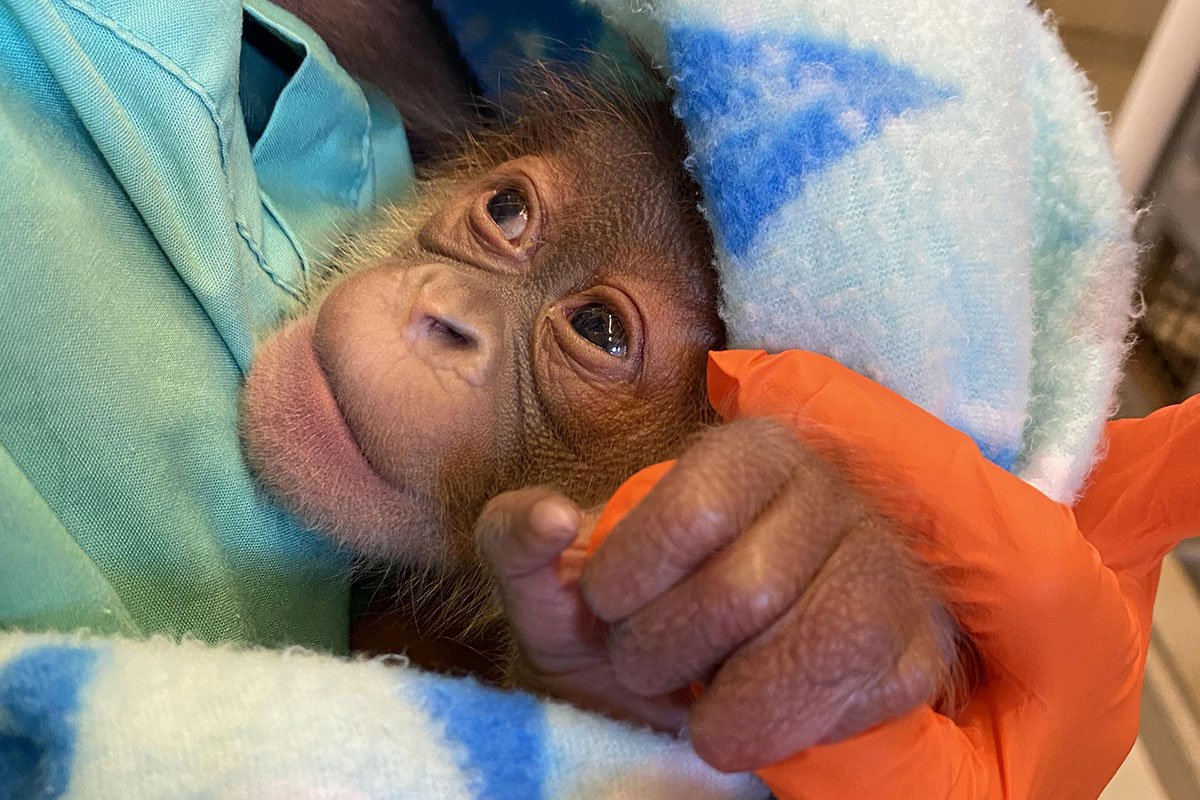 Audubon Zoo Orangutan Infant