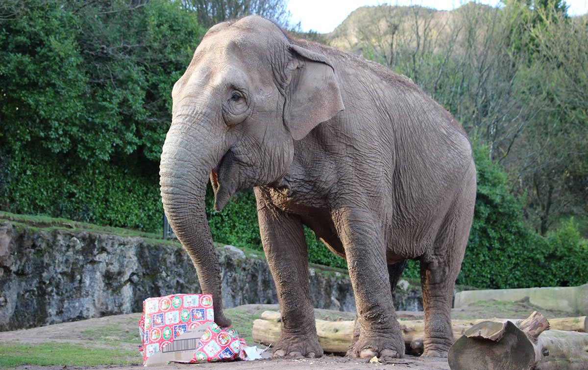 Christmas comes early for Belfast Zoo Animals