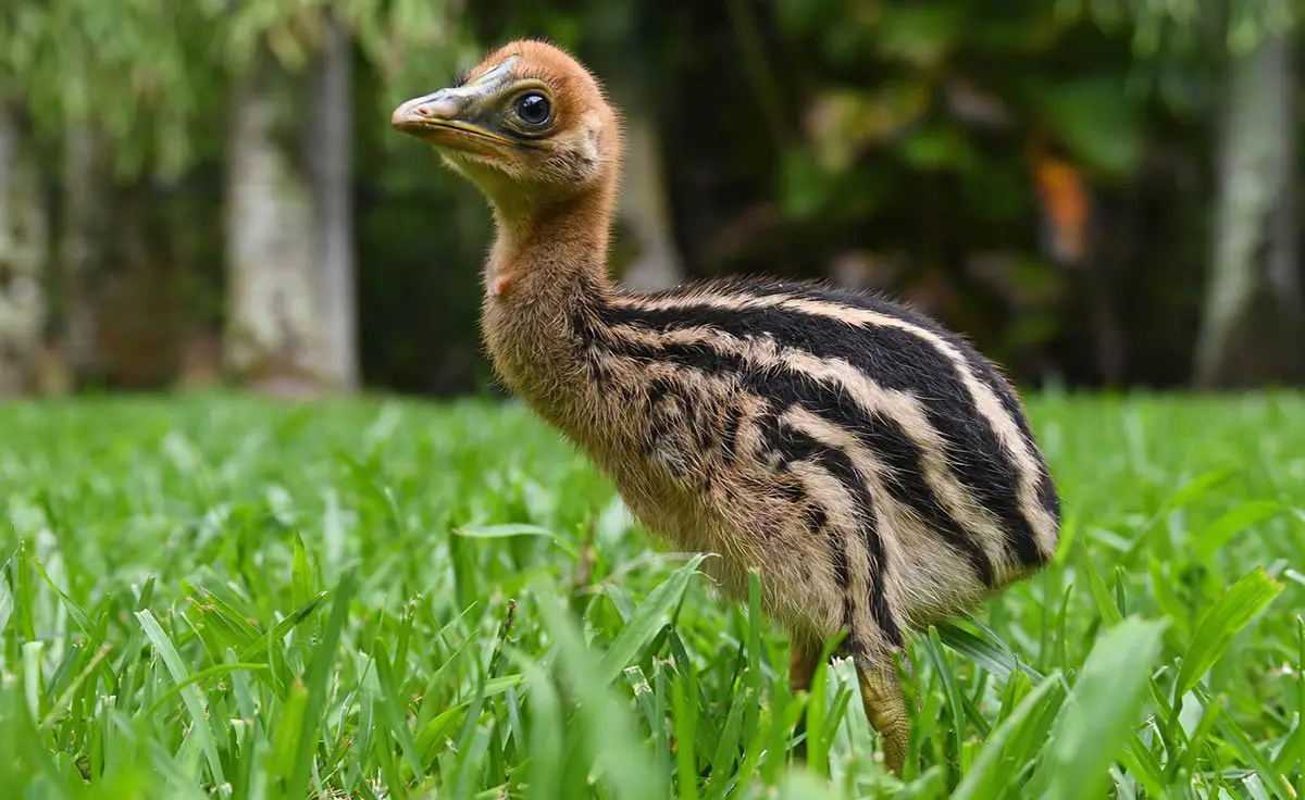 Cassowary Chicks at Australia Zoo