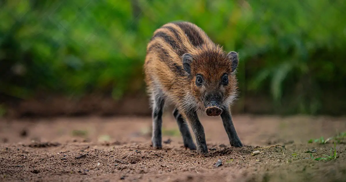 Visayan Warty Piglet Chester Zoo