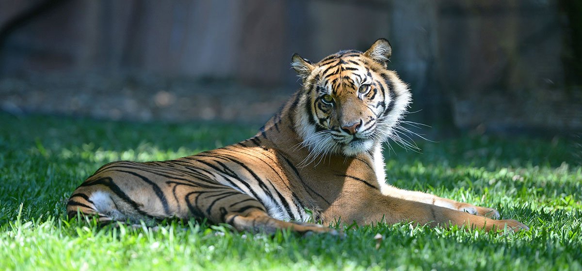 Delilah the tiger arrives at Adelaide Zoo