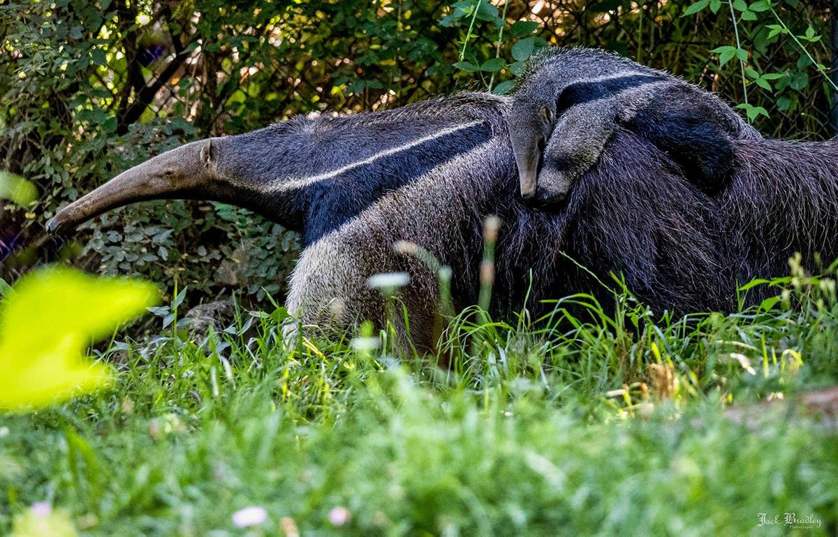 Giant Anteater Beardsley Zoo