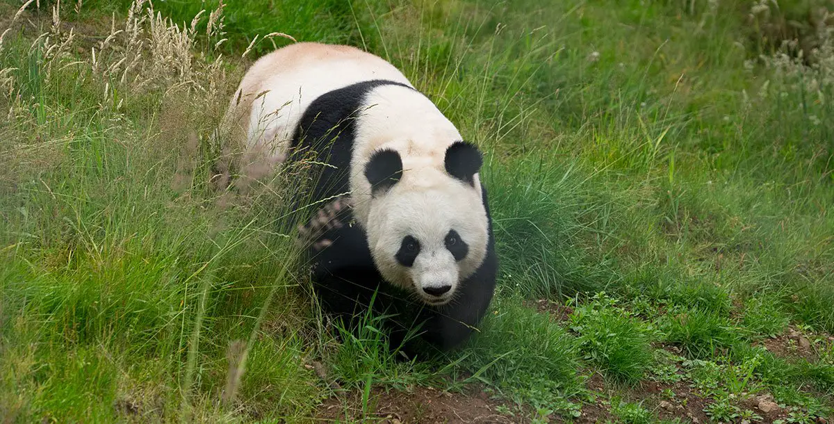 Giant Pandas Moving from Edinburgh Zoo