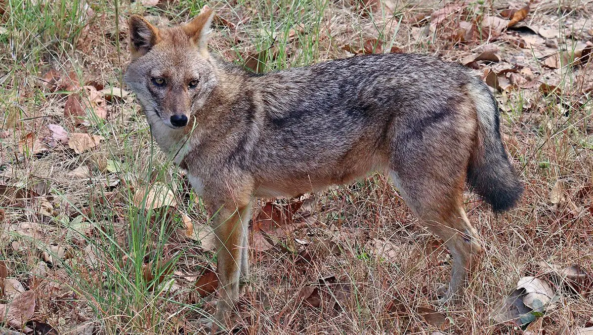 Golden Jackal - The Animal Facts - Appearance, Diet, Habitat, Behavior Golden Jackal - The Animal Facts - Appearance, Diet, Habitat, Behavior
