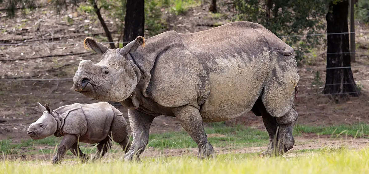 Indian Rhino Debut Taronga Western Plains Zoo