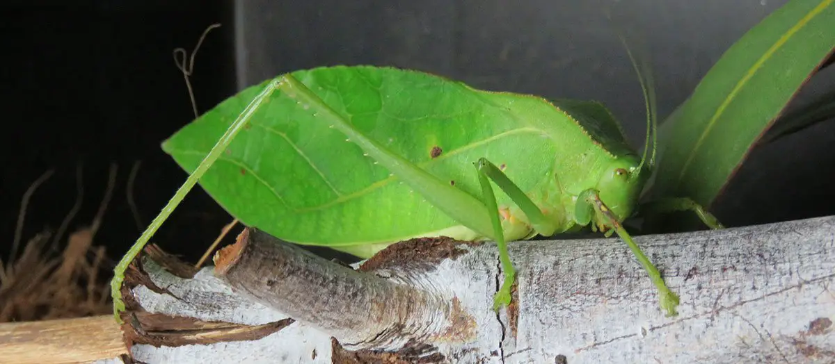 Hooded Katydid The Animal Facts Appearance, Diet, Habitat, Behavior