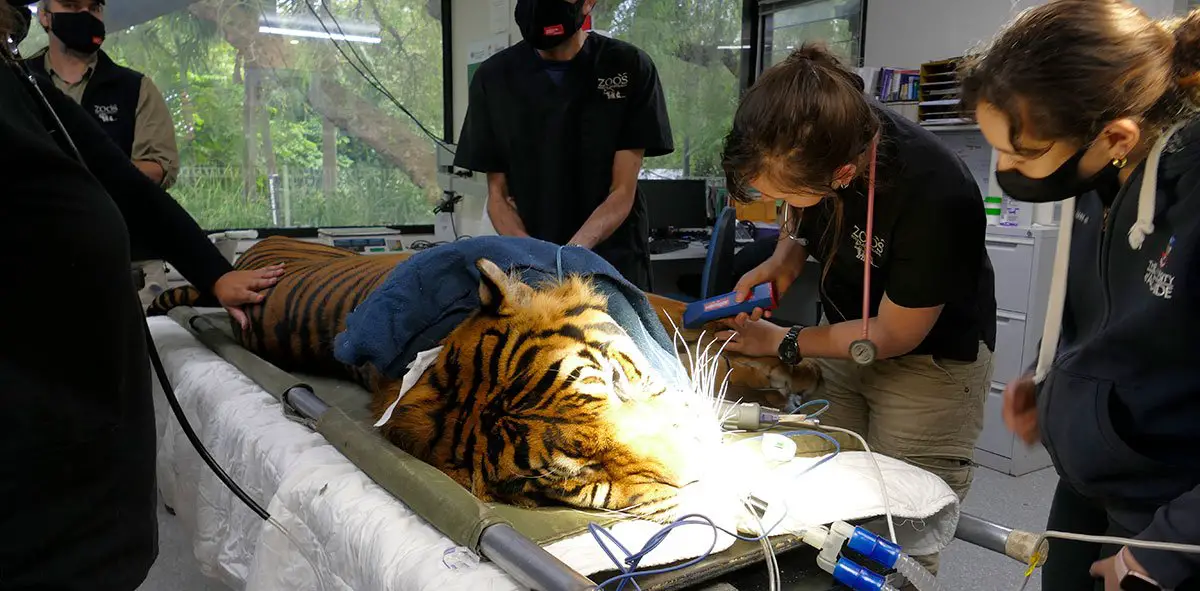 Sumatran Tiger Health Check Adelaide Zoo