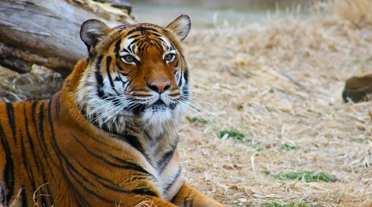File:Orange bengal tiger at Cougar Mountain Zoological Park 1.jpg