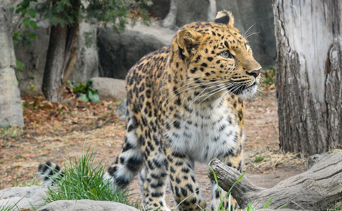 New Amur Leopard at Brookfield Zoo