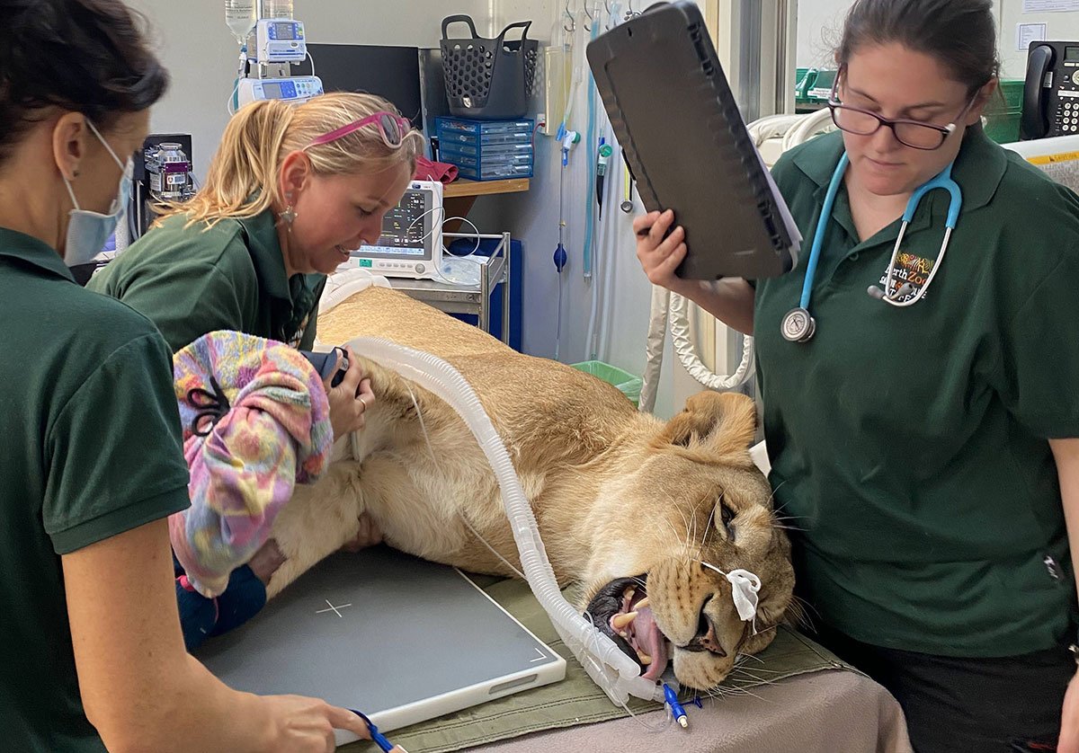 Perth Zoo Lion Visits the Dentist
