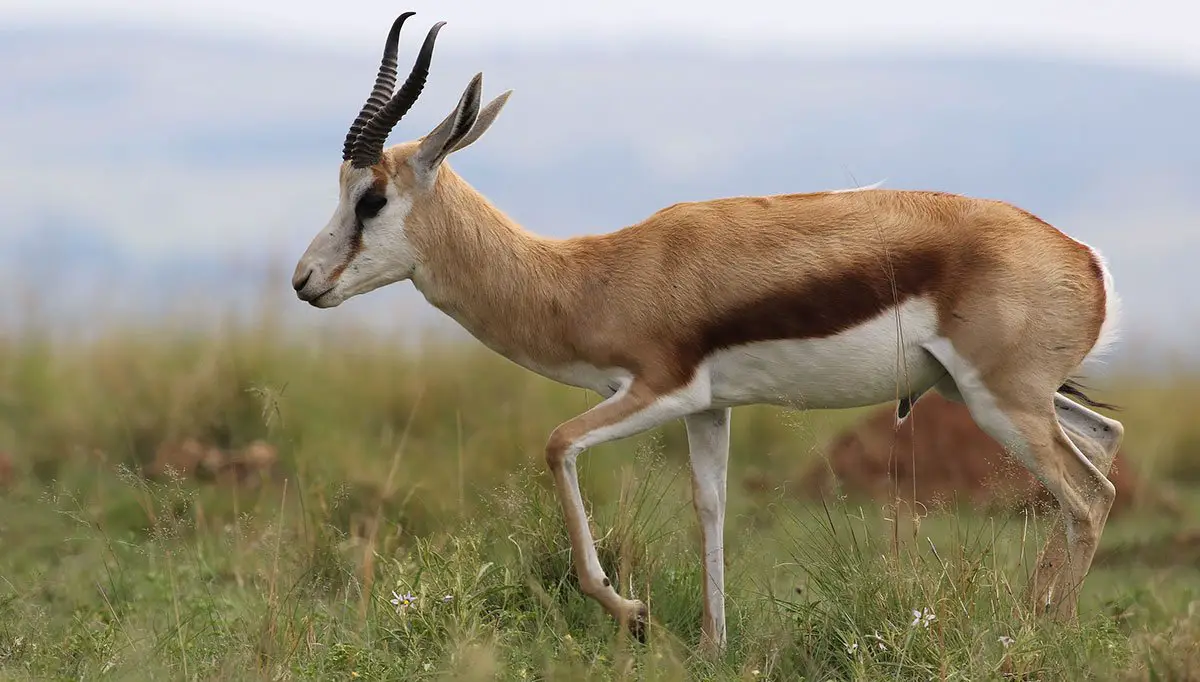 Springbok - The Animal Facts - Appearance, Diet, Habitat, Behavior, Range
