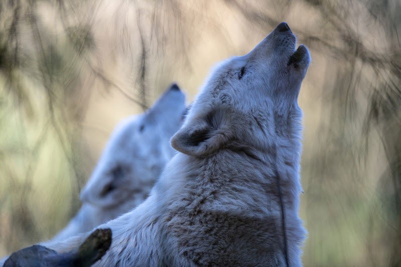 Woodland Park Zoo Wolves Endangered Listing