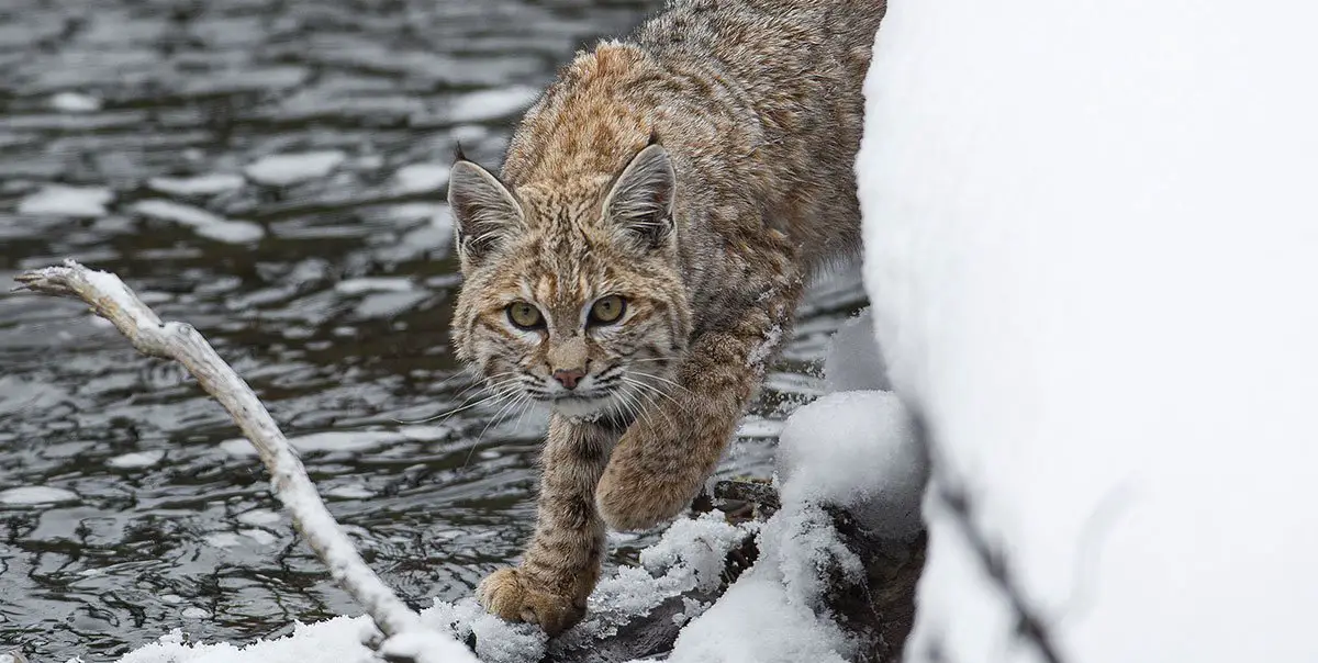 Bobcat | The Animal Facts