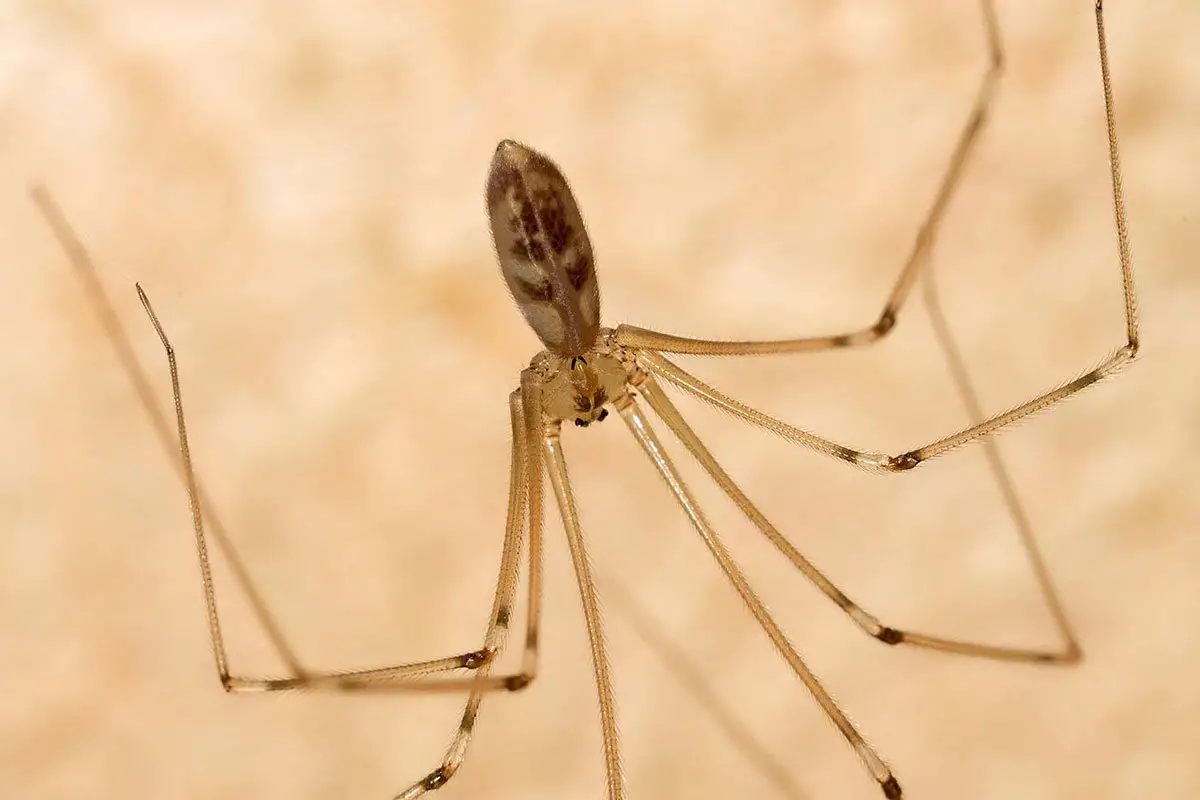 Daddy-long-legs Spider - The Australian Museum