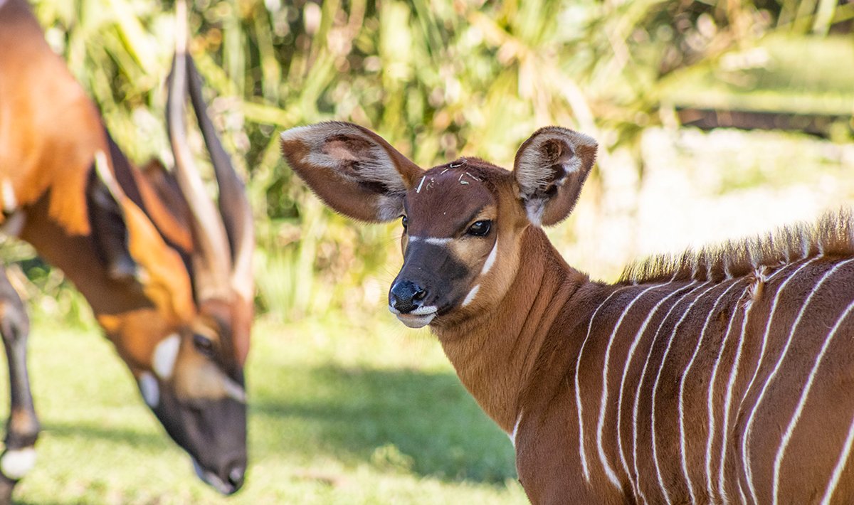 Help Name Bongo Calf Brevard Zoo