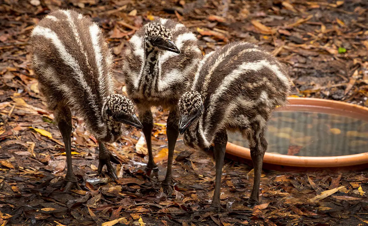 Emu Chicks Australia Zoo