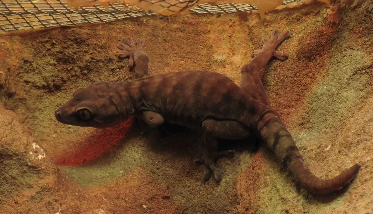 Giant Cave Gecko The Animal Facts Appearance, Diet, Habitat, Range