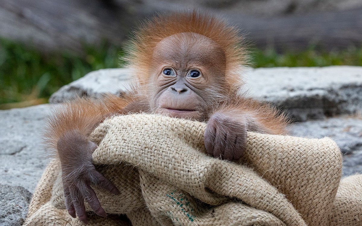 Orangutan Infant San Diego Zoo
