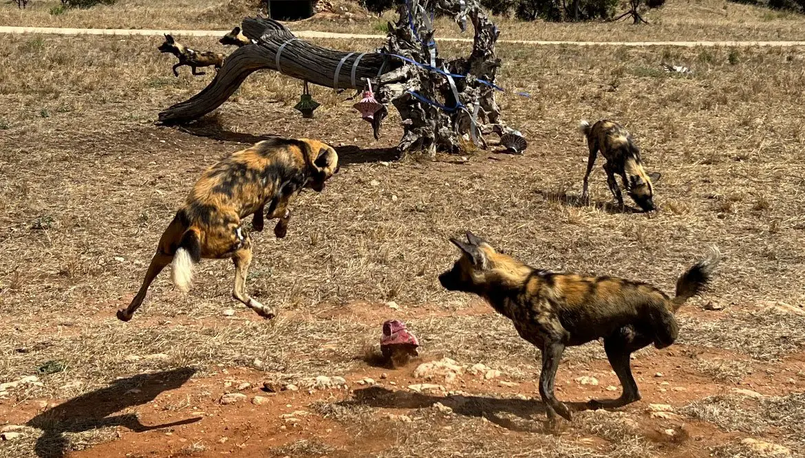 African Painted Dog Monarto Safari Park